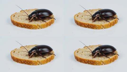 甲虫在面包片上的微距画面高清在线视频素材下载