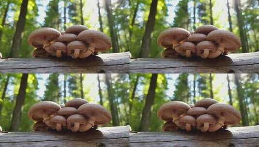 森林中木头上生长的蘑菇高清在线视频素材下载