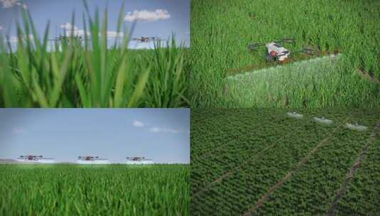 无人机农田喷洒作业高清在线视频素材下载