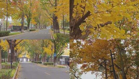 秋日落叶街道风光金秋秋天北京秋天枫叶银杏高清在线视频素材下载