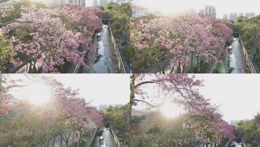 中国广东省广州市荔湾区坦尾美丽异木棉高清在线视频素材下载