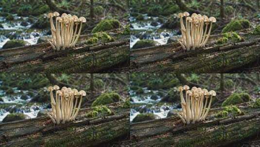 森林中木头上生长的蘑菇高清在线视频素材下载