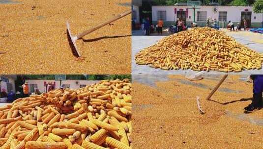 合集收玉米粮食丰收高清在线视频素材下载