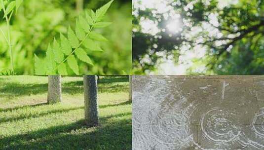 树叶阳光唯美光影夏天意境盛夏叶子阳光树下高清在线视频素材下载