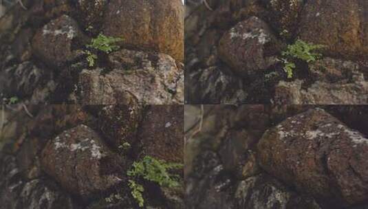 石缝中的绿色生命高清在线视频素材下载