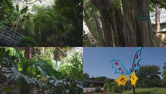 温室热带植物/榕树特写及标识牌高清在线视频素材下载