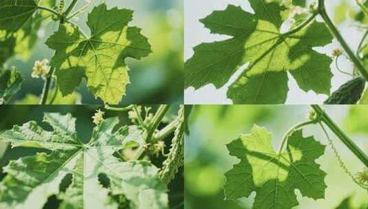 阳光下的绿色植物叶片特写高清在线视频素材下载