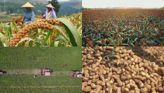 4k实拍粮食丰收景象高清在线视频素材下载