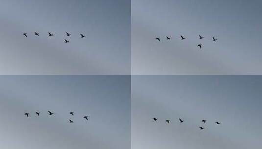 山东黄河口候鸟迁徙高清在线视频素材下载