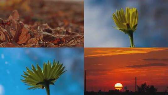 雨后生长 落日高清在线视频素材下载