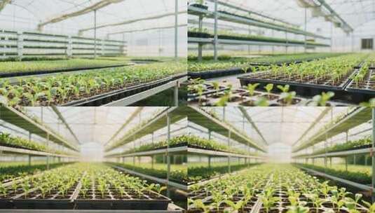 温室大棚内蔬菜幼苗素材高清在线视频素材下载