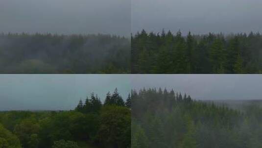 航拍森林晨雾树林日出树林绿色唯美大自然高清在线视频素材下载