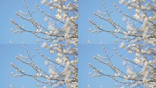 枝头的花被结冰冻住高清在线视频素材下载