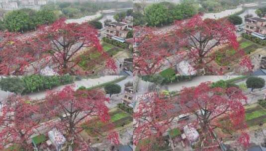 中国广东省佛山市南海区夏北河北书院木棉花高清在线视频素材下载