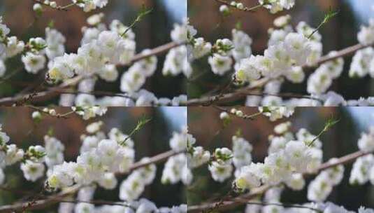 春天盛开的白色桃花花朵特写高清在线视频素材下载