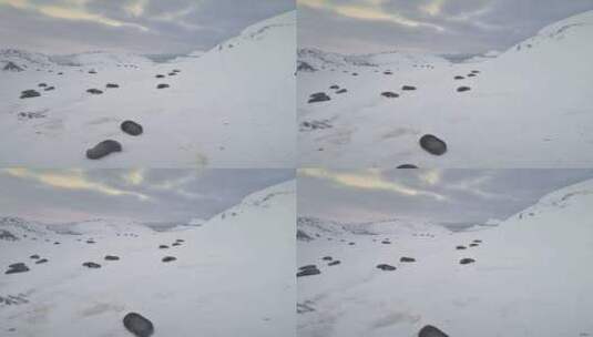 南极洲毛皮海豹群落休息空中俯视图高清在线视频素材下载