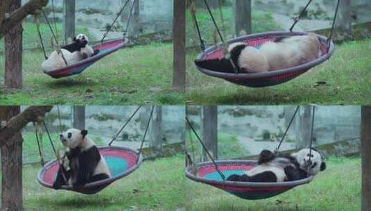 动物园悠闲大熊猫可爱幼崽宝宝吊床玩耍高清在线视频素材下载