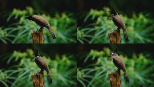 野生小鸟红耳鹎站在树桩上高清在线视频素材下载