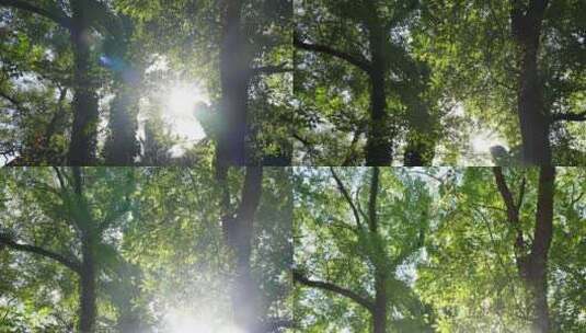 夏日树林阳光透过绿叶高清在线视频素材下载