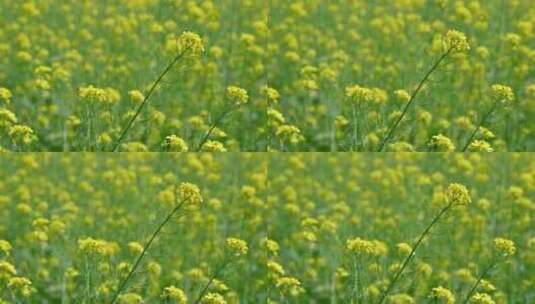 春天盛开的黄色油菜花与采蜜蜜蜂满画幅特写高清在线视频素材下载