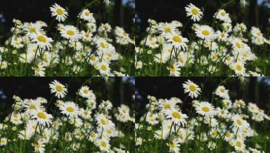 夏日阳光下雏菊的治愈风景高清在线视频素材下载