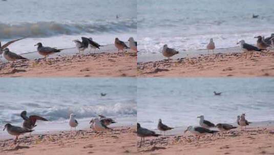 沙滩海滩上的海鸥休息的海鸥高清在线视频素材下载