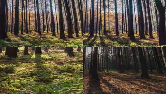 森林光影3高清在线视频素材下载