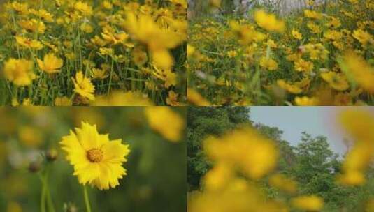 小雏菊 花朵 蜜蜂采蜜 春天 风景 唯美高清在线视频素材下载