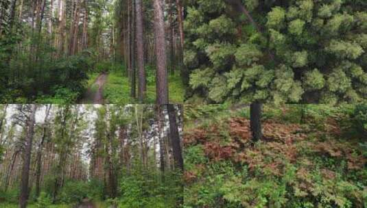 穿梭 森林 小路 茂密树林生态自然植被茂密高清在线视频素材下载