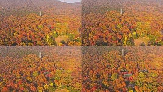 南京钟山风景区灵谷寺秋景高清在线视频素材下载