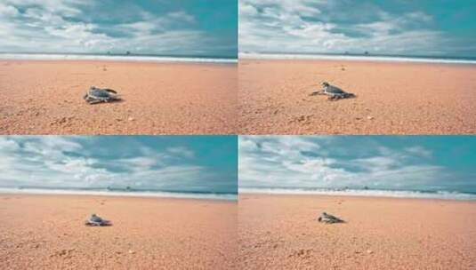 小海龟慢慢地向海洋爬去高清在线视频素材下载