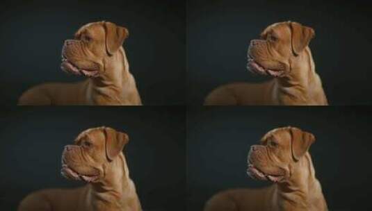 Dogue De Bordeaux，狗，高清在线视频素材下载