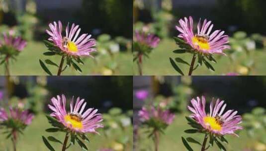 蜜蜂在粉红色花朵上授粉的浅层焦点高清在线视频素材下载