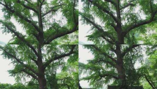 航拍特写大树树冠树枝4K高清在线视频素材下载