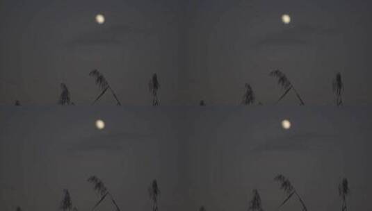 夜色月亮芦苇荡高清在线视频素材下载