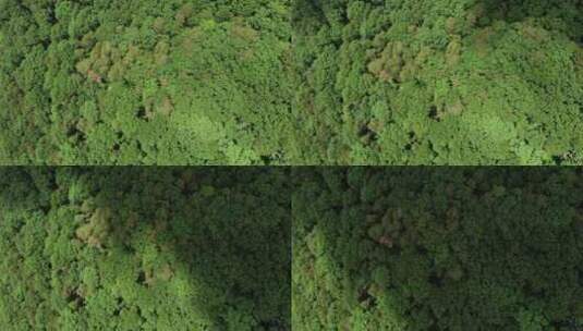 航拍茂密的森林高清在线视频素材下载