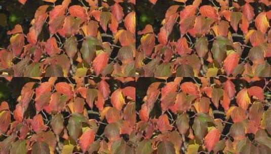 秋季红黄叶盘特写高清在线视频素材下载