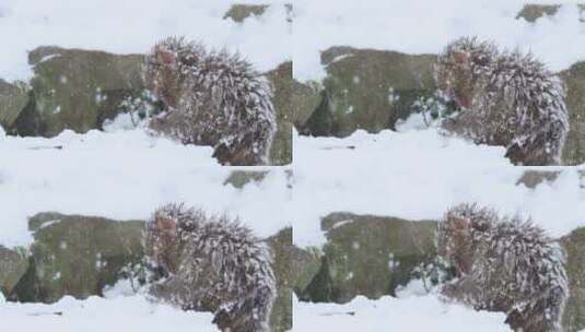 猕猴幼崽在吃雪高清在线视频素材下载