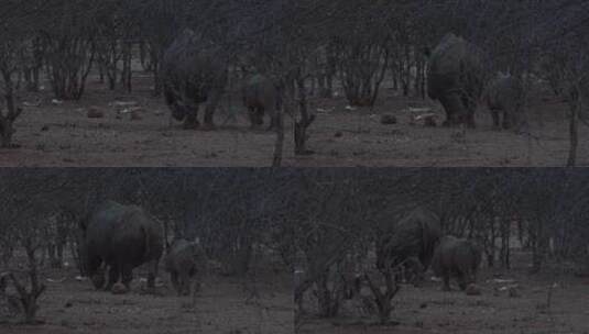 森林行走的黑犀牛和幼崽高清在线视频素材下载