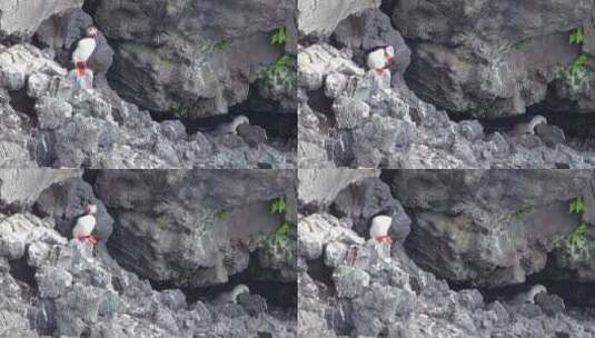 在岩石上的一只鸟高清在线视频素材下载