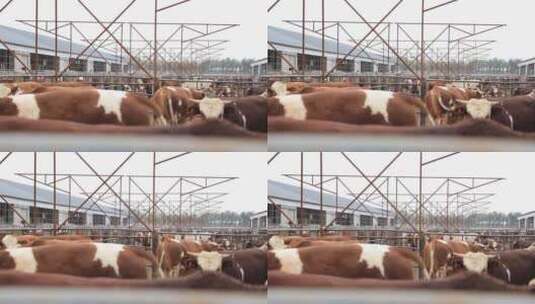 内蒙古科尔沁牛视频高清在线视频素材下载