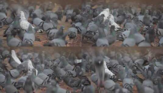 捕食的鸽子高清在线视频素材下载