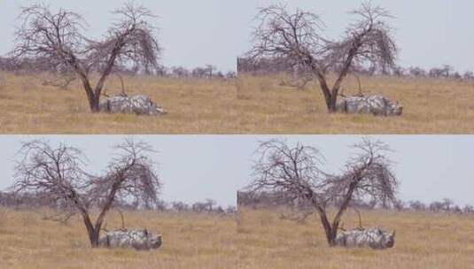 一只非洲白犀牛坐在纳米比亚埃托沙国家公园炎热的树下高清在线视频素材下载