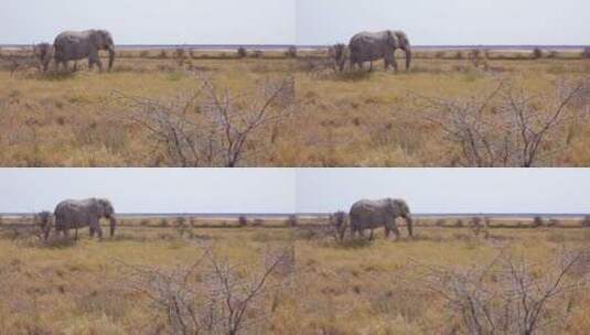 草原上觅食的大象高清在线视频素材下载