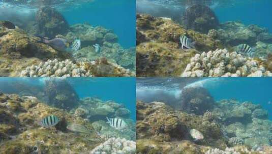 海底的热带鱼高清在线视频素材下载