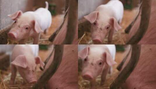 养猪场的小猪的特写高清在线视频素材下载