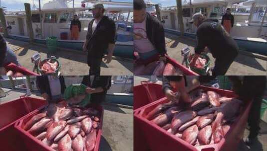 商业渔民将捕获的北方红鲷拖上渔船高清在线视频素材下载