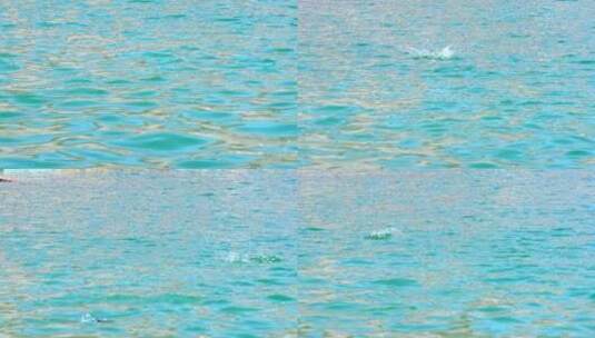 升格实拍蓝色的湖水中鲤鱼跃出水面高清在线视频素材下载