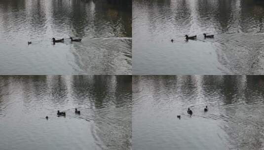水中嬉戏的鸭子高清在线视频素材下载