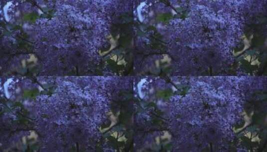 春天开放的紫丁香高清在线视频素材下载